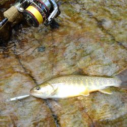 真夏のイワナ釣り